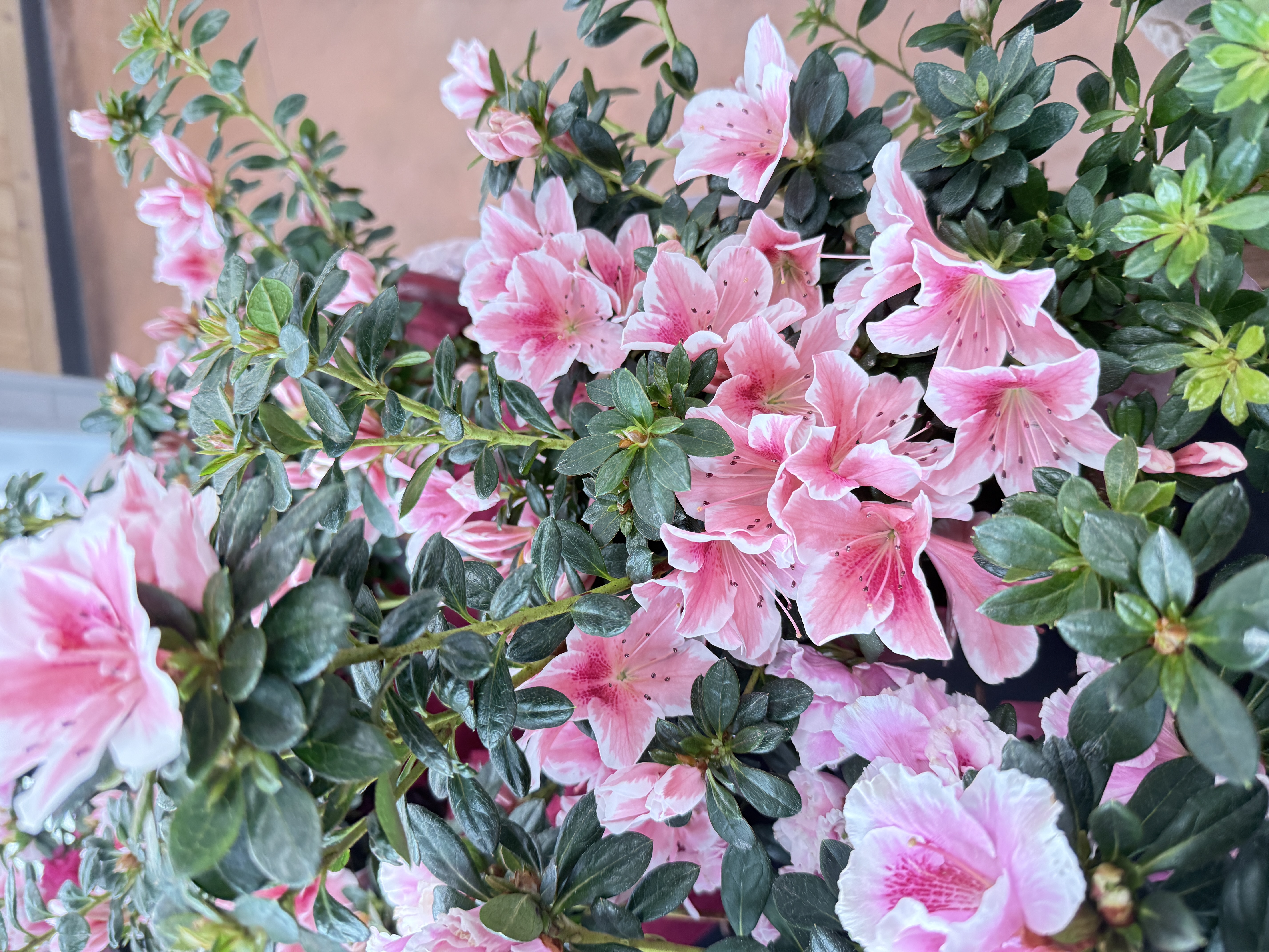 azaeleas